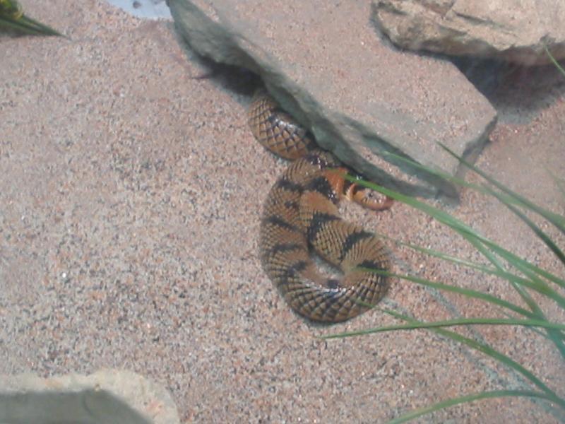 Coral Cobra
