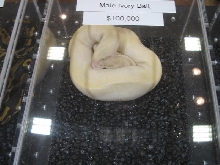 Ivory Ball