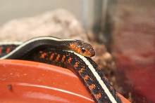 Mating Concinnus