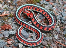 Lazik Infernalis