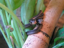 Baby Eastern Garters