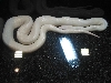 Name that Boid?