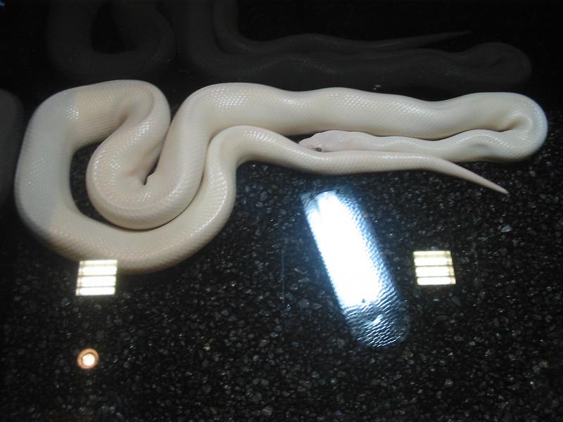 Name that Boid?