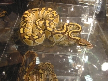 NARBC