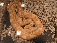 Motley Argentine Boa