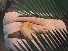 Philly Zoo Albino Monocled