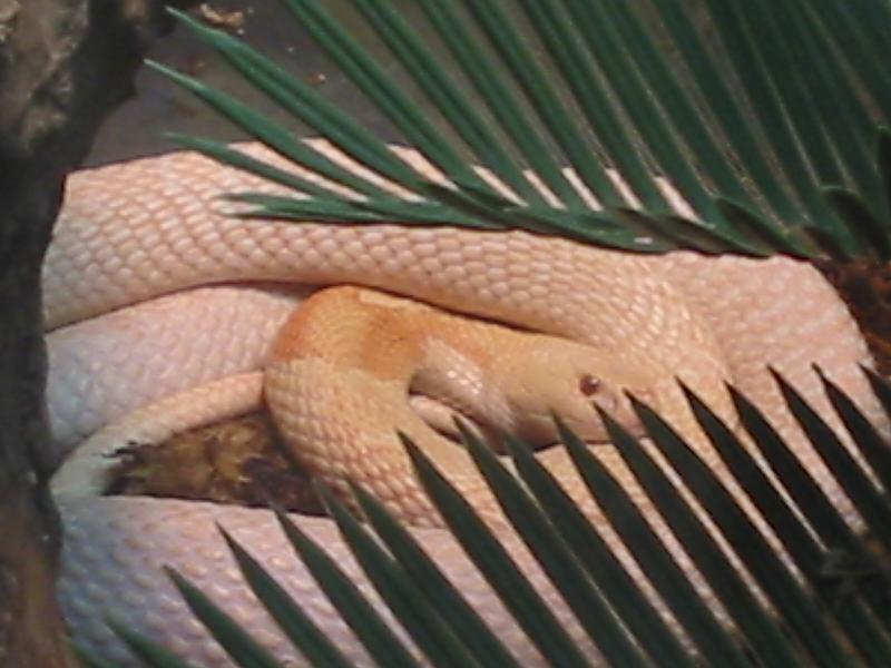 Philly Zoo Albino Monocled