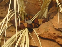 Broad Banded Copperheads