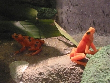 Name this frog