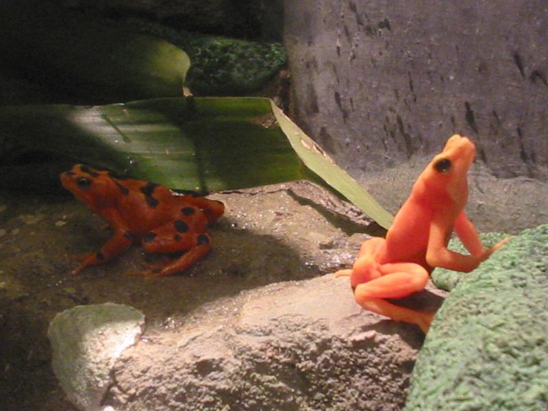 Name this frog