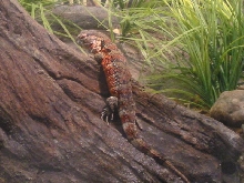 Chinese Croc Lizard