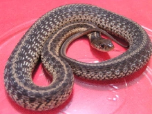 Gravid WC Eastern Garter