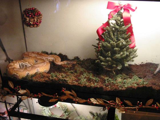 Herp Holiday Spirit
