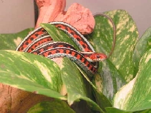 California Red Sided Garter