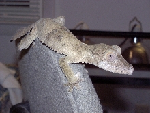 Uroplatus Fim/Henk?