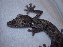 Uroplatus Fimbriatus