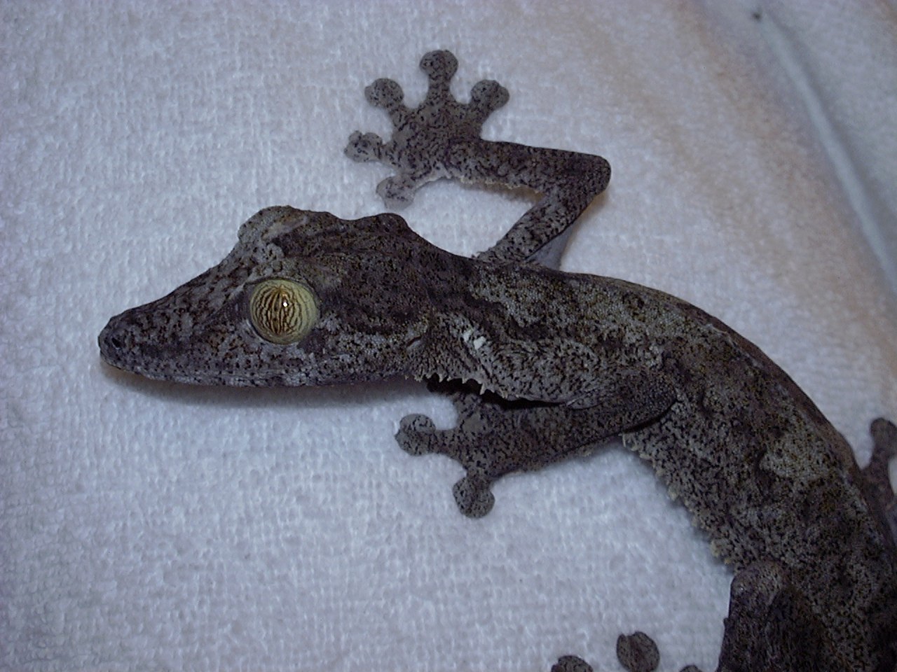 Uroplatus Fimbriatus