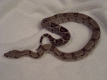 Taffy juv. boa