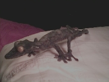 Uroplatus Fimbriatus
