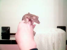 Uroplatus Fimbriatus or henkeli?
