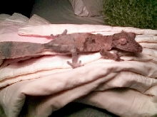 uroplatus what