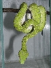 aru four days into color change