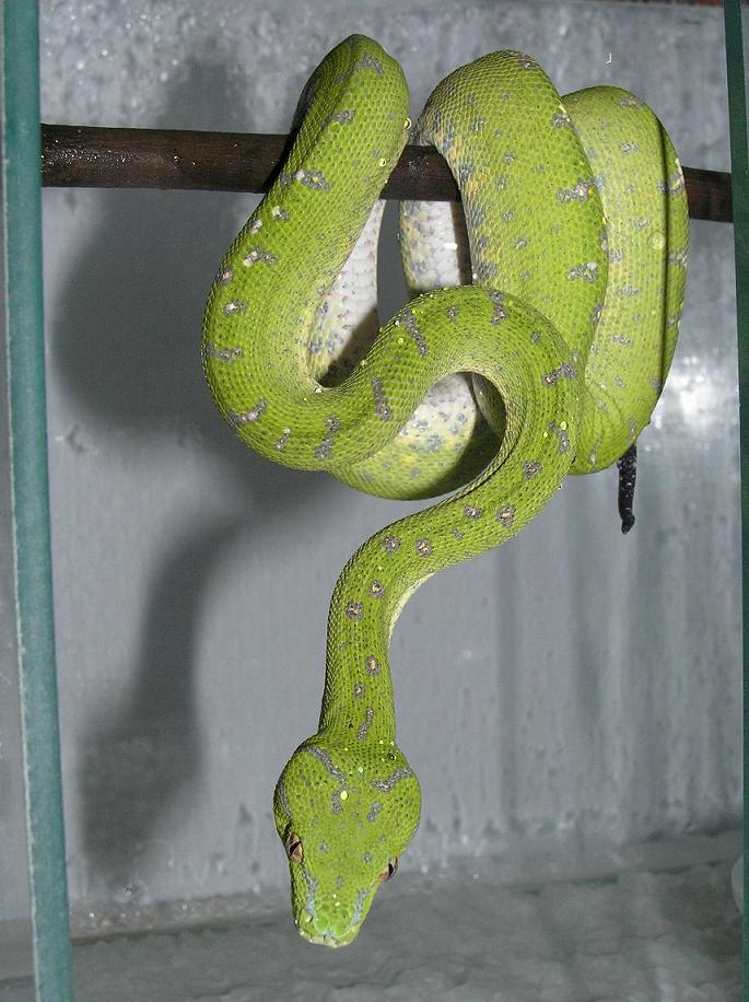 aru four days into color change