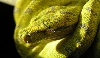gtp aru 10 month old.