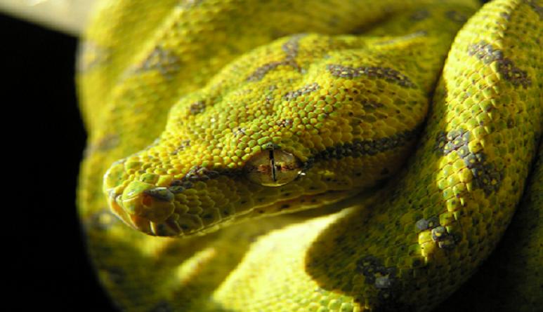 gtp aru 10 month old.