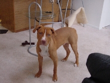 Ace at 5 month