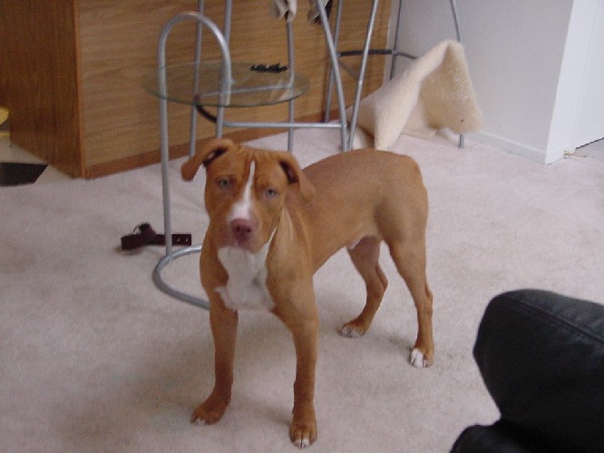 Ace at 5 month