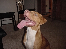 Ace at 6 month