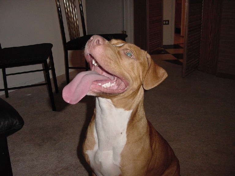Ace at 6 month