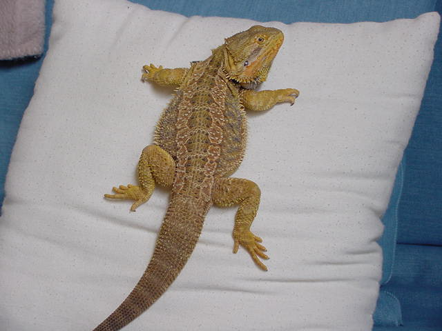 Pyro, my dragon