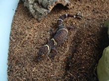 female G. lichtenfelderi