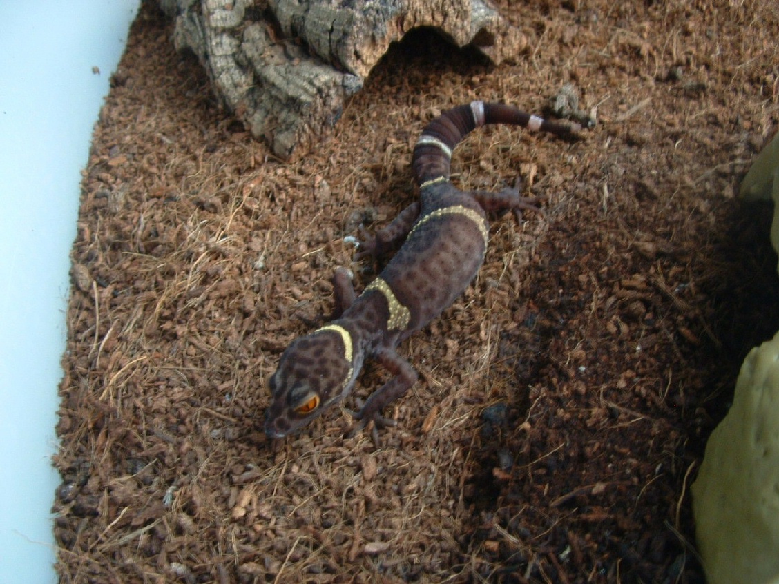 female G. lichtenfelderi