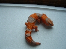 amel male fat-tail 1