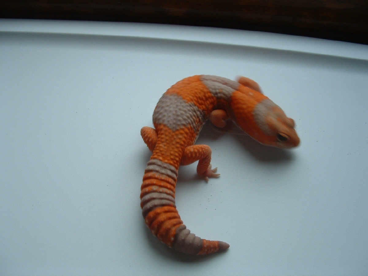 amel male fat-tail 1
