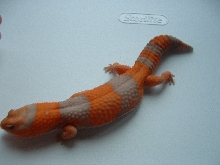 male amel fat-tail 3