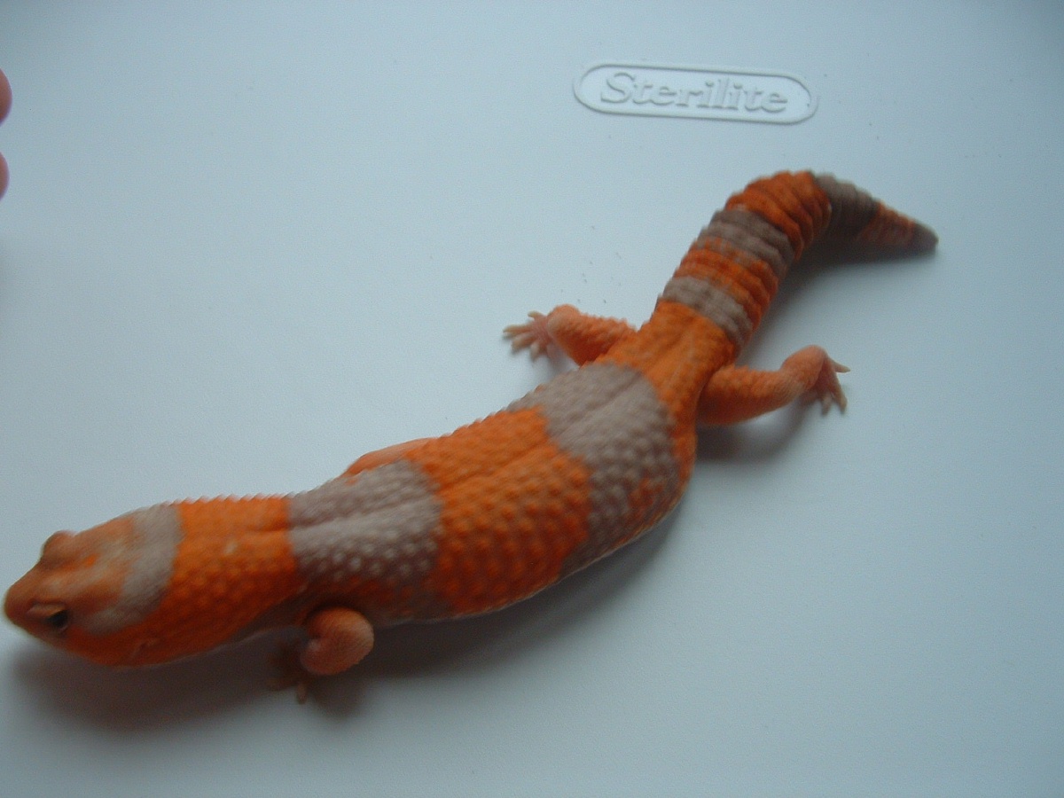 male amel fat-tail 3