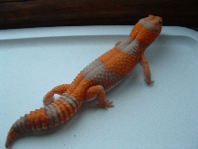 male amel fat-tail 2