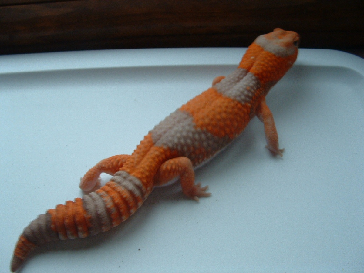 male amel fat-tail 2