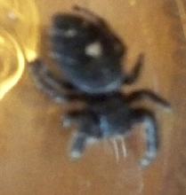 Identify  this Spider