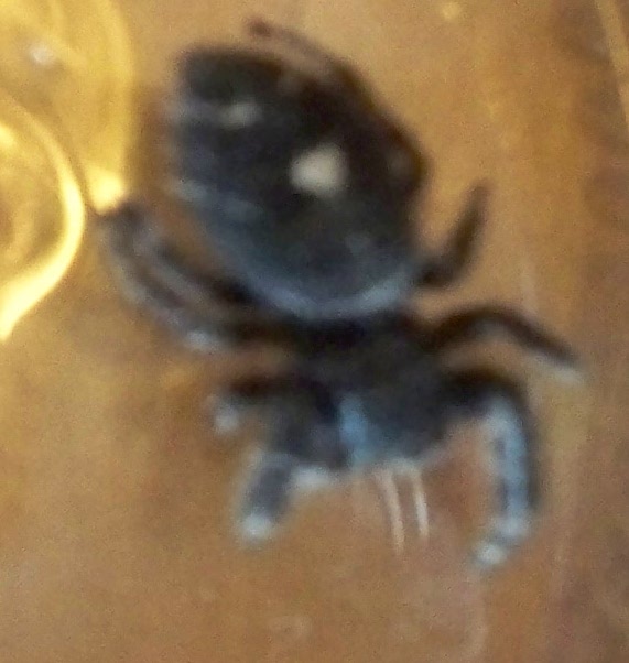 Identify  this Spider