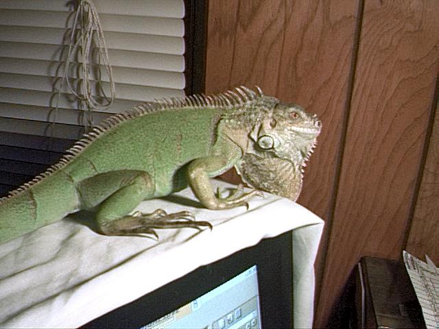 Frankie