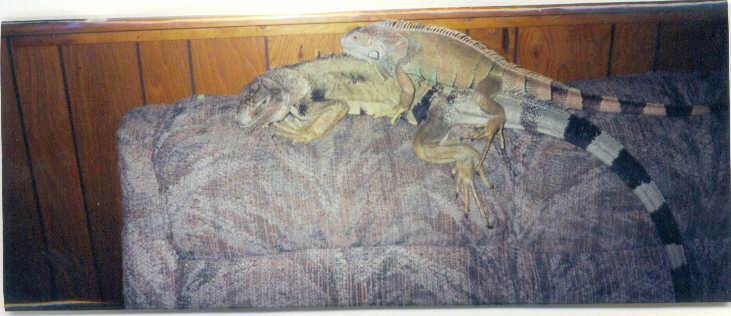 Lizzy and Louie