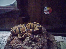 Spike