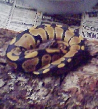 New python