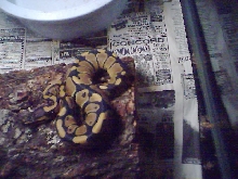 Another Pic of spike