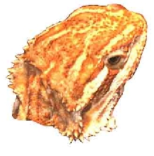 just a headshot